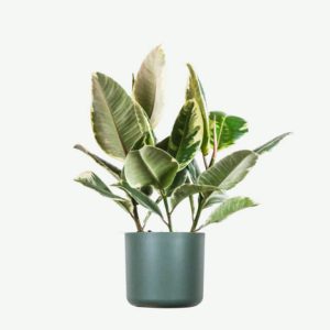 Spathiphyllum